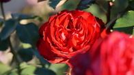 DSC05365.JPG