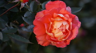 DSC05368.JPG
