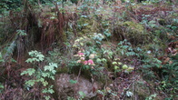 DSC01672.jpg